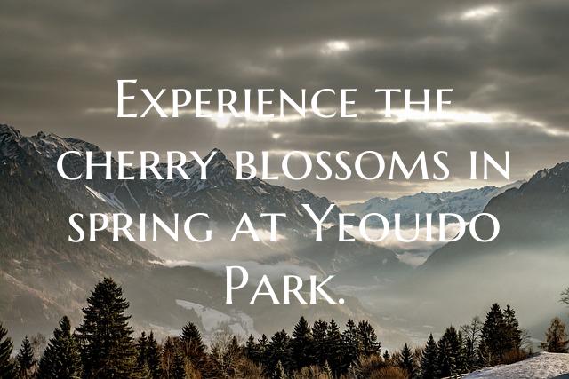 Experience the cherry blossoms in spring at Yeouid...